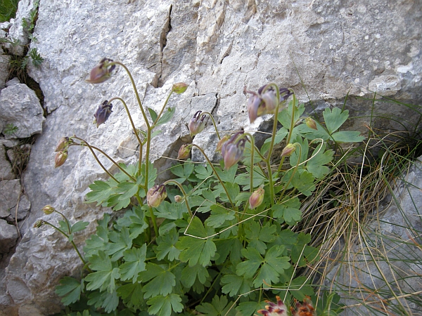 Aquilegia magellensis /  Aquilegia magellense